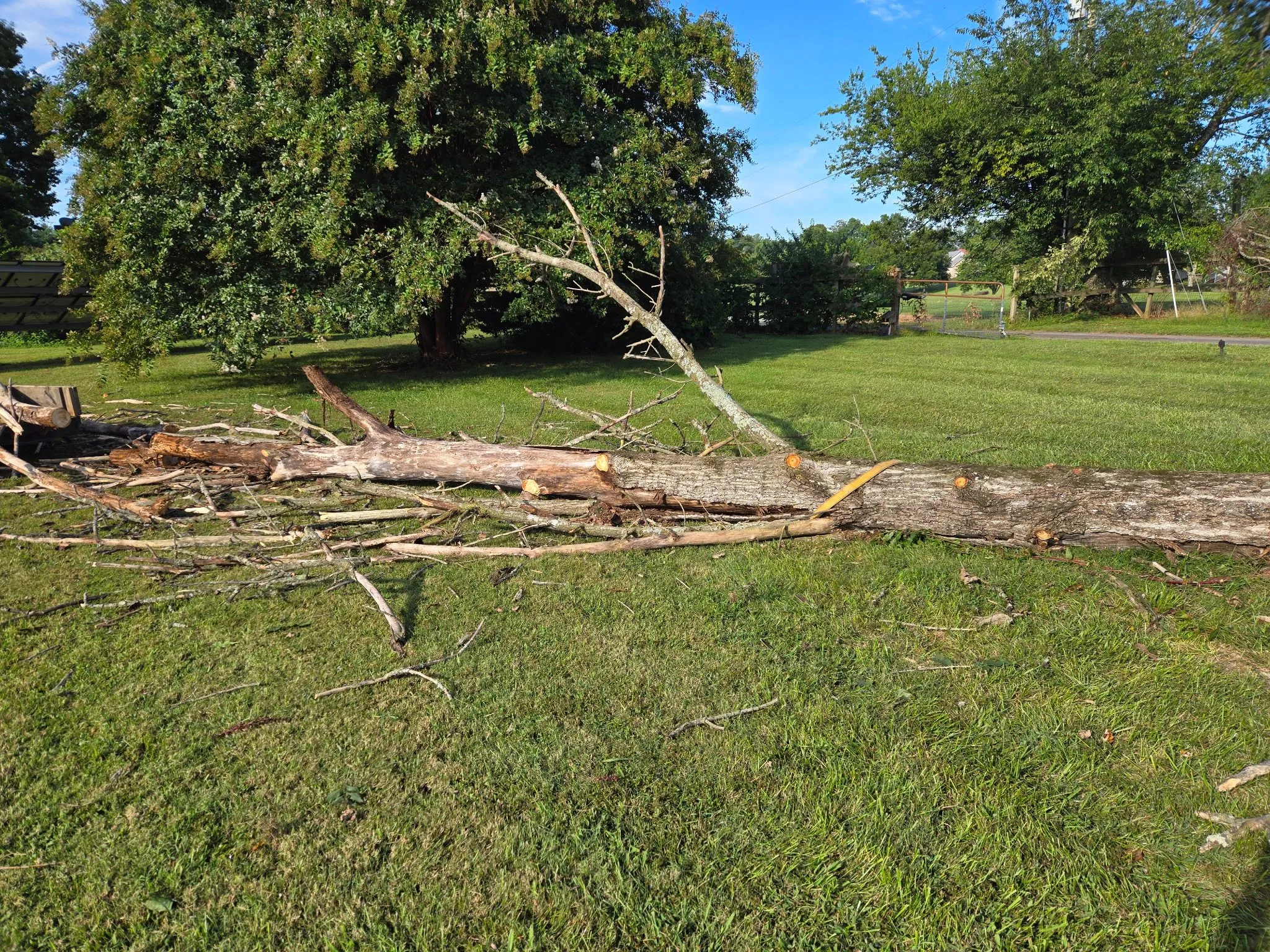 Tree removal work in progress on an East Tennessee property